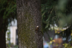 Certhia brachydactyla