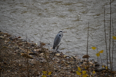 Ardea cinerea