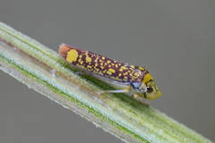 Aulacizes conspersa