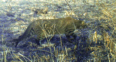 Leopardus braccatus