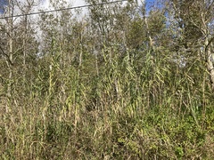 Phragmites australis berlandieri
