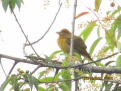 Piranga olivacea