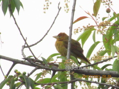 Piranga olivacea