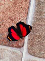 Callicore texa aretas