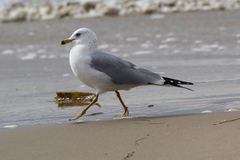 Larus delawarensis