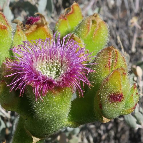 Mesembryanthemum barklyi