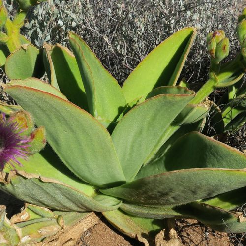 Mesembryanthemum barklyi N.E.Br.