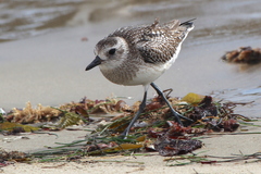 Pluvialis squatarola