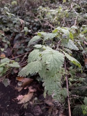 Urtica dioica