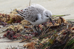 Calidris alba