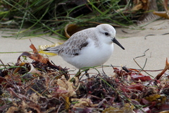 Calidris alba