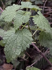 Urtica dioica