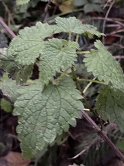 Urtica dioica