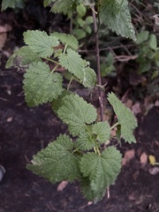 Urtica dioica