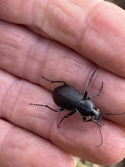 Carabus vinctus