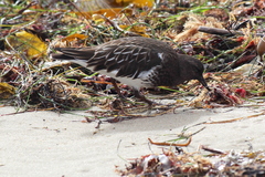 Arenaria melanocephala