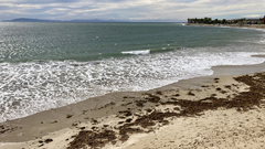 Arenaria melanocephala