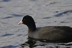 Fulica atra
