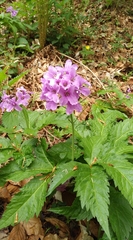 Cardamine pentaphyllos
