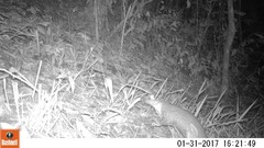 Phataginus tricuspis