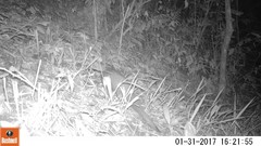 Phataginus tricuspis