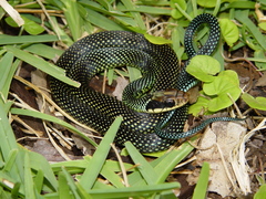 Drymobius margaritiferus margaritiferus