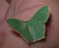 Cyclothea disjuncta