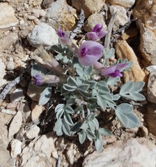 Astragalus newberryi