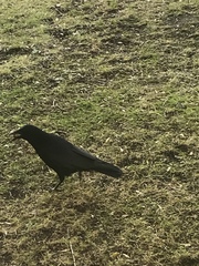 Corvus corone