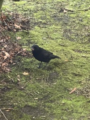 Corvus corone