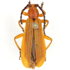 Elytroleptus limpianus