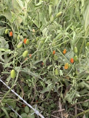 Capsicum chacoense