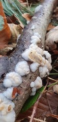 Exidia thuretiana