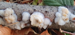 Exidia thuretiana