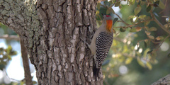 Melanerpes aurifrons