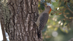Melanerpes aurifrons