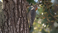 Melanerpes aurifrons