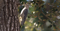 Melanerpes aurifrons