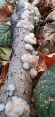 Exidia thuretiana