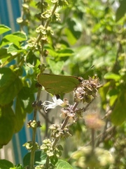 Cyanophrys herodotus