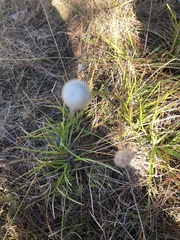 Eriocaulon decangulare image