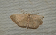 Scopula internataria