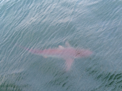 Carcharhinus limbatus