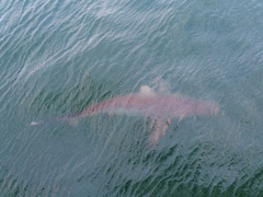 Carcharhinus limbatus