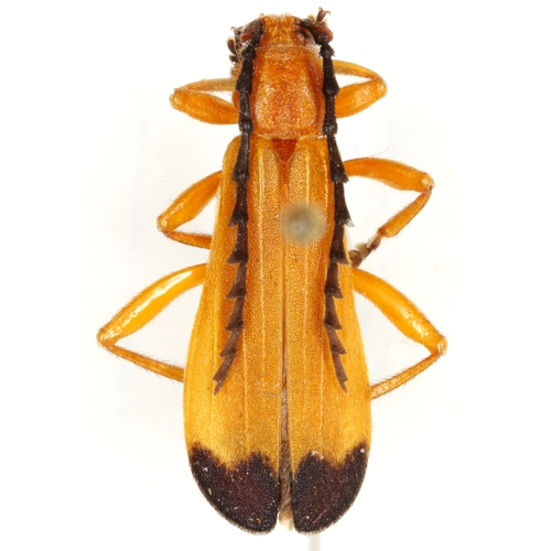(Elytroleptus apicalis)