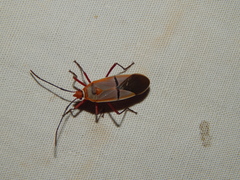 Dysdercus intermedius
