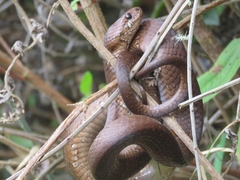 Dipsas sanctijoannis