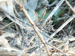 Zea mays mays