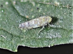 Eupteryx decemnotata