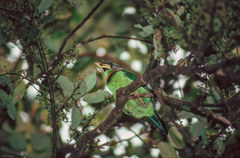 Psilopogon pyrolophus